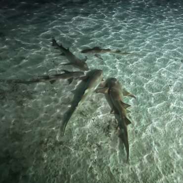 maldive-nika-island-resort-snorkeling-notturno