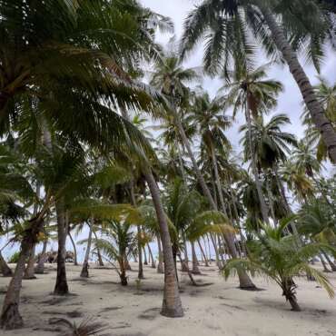 maldive-nika-island-resort-palme