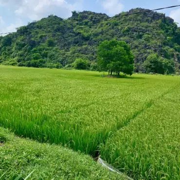 ninh-binh-verde-vietnam