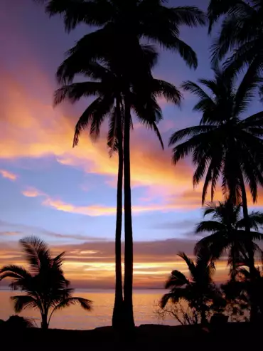 kura-kura-indonesia-palme-tramonto